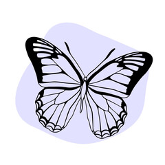 Beautiful butterfly insect in black contour. Beauty nature and wildlife. Summer and spring hand-drawn decorative elements