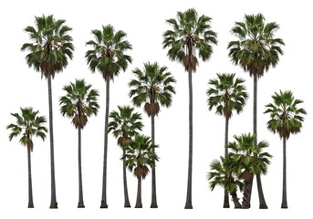 Obraz premium A collection of tall palm trees with green fronds isolated against a bright white background image view