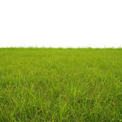 Green grass field isolated on transparent background, cut out
