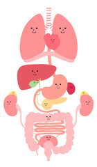 見やすい内臓（肺・横隔膜・心臓・食道・胃・膵臓・脾臓・肝臓・胆嚢・大腸・小腸・腎臓・副腎・膀胱）