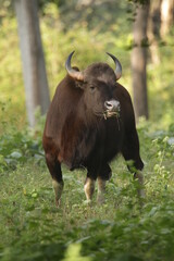 Guar at Nagarhole National Park, India 