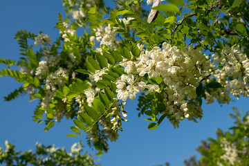 Flowers of white acacia lat. Robinia. close-up. Spring natural background. Collecting blooming flowers for alternative medicine in the month of May. Blooming fragrant tree, delicious acacia honey.
