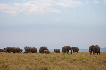 Fototapeta premium Herd of African elephants walking on grassy plains in Masai Mara, Kenya. Wildlife safari scene in natural habitat. Large mammals in African savannah landscape.