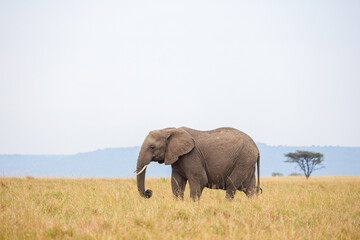 Fototapeta premium Lone African elephant grazing and walking on open grassland in Masai Mara, Kenya. Wildlife safari in natural savannah habitat. Large herbivore in African landscape.