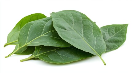 Obraz premium Vibrant green leaves fresh natural plant foliage isolated background organic nature greenery lush