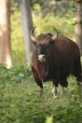 Guar at Nagarhole National Park, India 