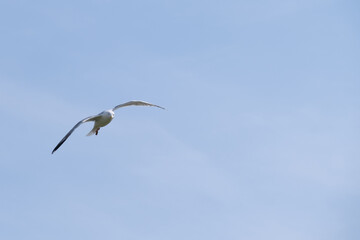 Obraz premium Seagull in flight with wings extended looking downwards isolated against a pale blue sky