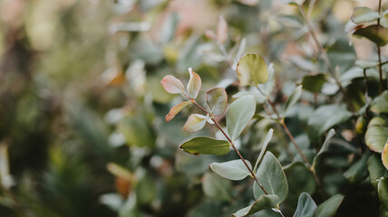 Obraz premium Serene eucalyptus leaves nature's gentle beauty unfolds breathtakingly vibrant greens