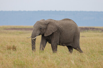 Obraz premium Lone African elephant grazing and walking on open grassland in Masai Mara, Kenya. Wildlife safari in natural savannah habitat. Large herbivore in African landscape.