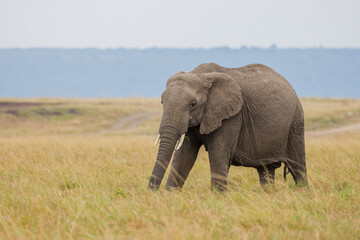 Obraz premium Lone African elephant grazing and walking on open grassland in Masai Mara, Kenya. Wildlife safari in natural savannah habitat. Large herbivore in African landscape.