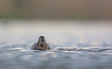 Common Pochard - Aythya ferina, Crete