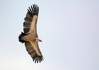 Griffon Vulture (Gyps fulvus), Crete