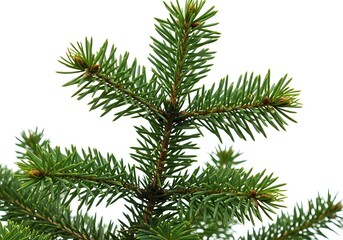 Close up view of a green pine tree branch with needles against a plain white background outdoors