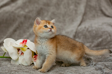 A very cute red fluffy British breed kitten on a grey background
