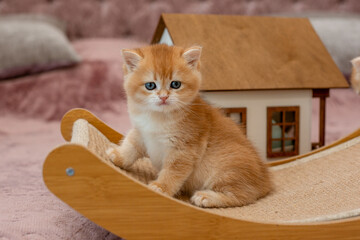 A very cute red fluffy British breed kitten is looking at the camera