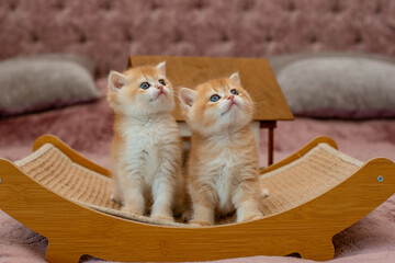 Two very cute red fluffy British breed kittens are looking at the camera