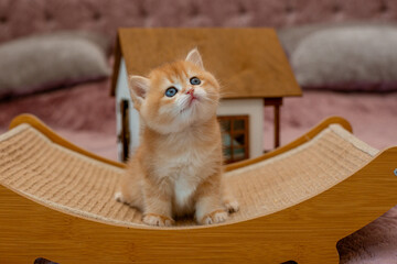 A very cute red fluffy British breed kitten is looking at the camera