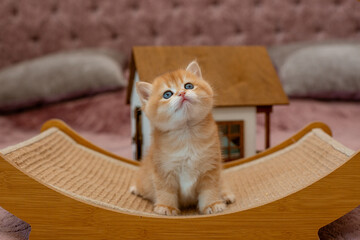 A very cute red fluffy British breed kitten is looking at the camera