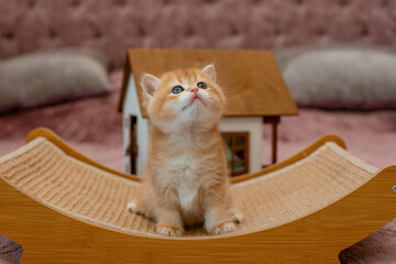 A very cute red fluffy British breed kitten is looking at the camera