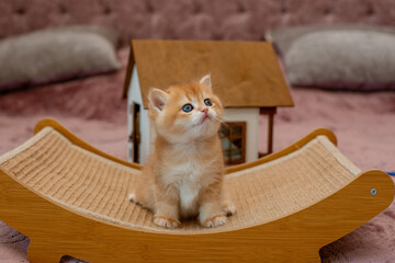 A very cute red fluffy British breed kitten is looking at the camera