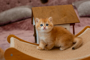 A very cute red fluffy British breed kitten is looking at the camera