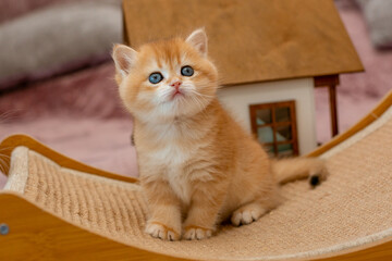 A very cute red fluffy British breed kitten is looking at the camera