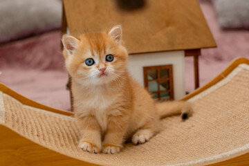 A very cute red fluffy British breed kitten is looking at the camera
