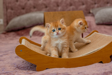 A very cute red fluffy British breed kitten is looking at the camera