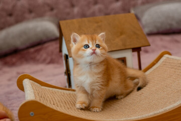 A very cute red fluffy British breed kitten is looking at the camera