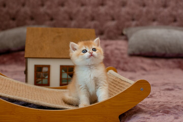 A very cute red fluffy British breed kitten is looking at the camera