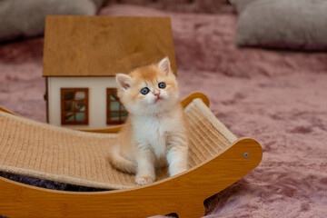 A very cute red fluffy British breed kitten is looking at the camera