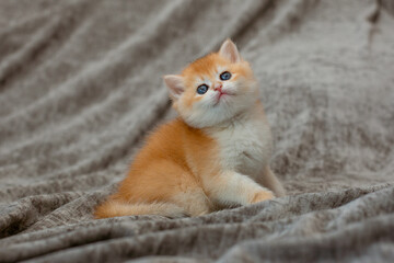 A very cute red fluffy British breed kitten on a grey background