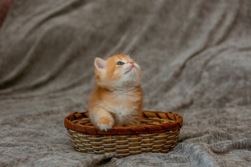 cute little red-haired British kitten in a basket