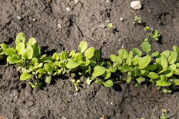 Row of fresh sorrel plants in spring garden