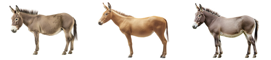Set of a donkey, isolated on a transparent background.