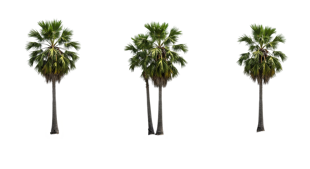 Four realistic palm trees in a row isolated on transparent background, suitable for tropical resort scenes, beach layout designs, summer vacation artwork, and jungle-themed visuals