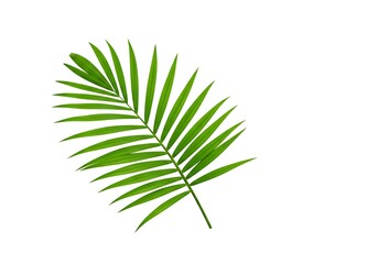 A single green palm leaf with pointed leaflets isolated on a plain white background in a studio shot