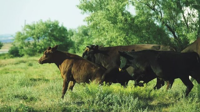 Hormonal spring anxiety in cattle. Bulls compete, butt heads and make false serving (covering) for younger and weaker members of the herd