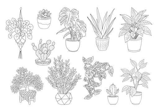Set of Houseplants outline drawings. Indoor exotic flowers in pots line art. Monstera, aloe, hanging plant for home interior plans, design. Vector illustrations isolated	