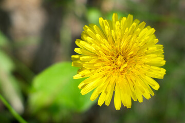 A close-up of a bright yellow dandelion flower in full bloom, with a blurred background of green leaves and hints of sunlight.