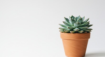 Obraz premium Succulent in Terracotta Pot - Photo