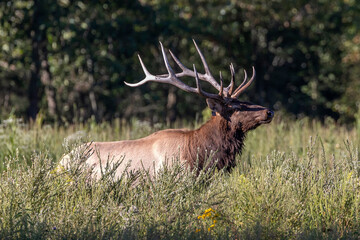 Elk