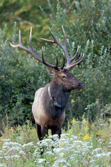 Elk