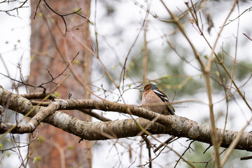 The male Eurasian chaffinch sits on a branch. Common chaffinch, Fringilla coelebs. 