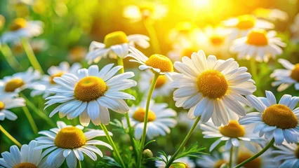 Colorful blooming chamomile flowers in a lush garden with greenery and sunlight filtering through the leaves , herb