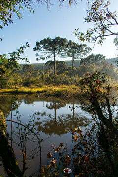 Beautiful Araucaria trees reflecting over Rio Ca&iacute; (Cai river) in Sao Francisco de Paula, South of Brazil