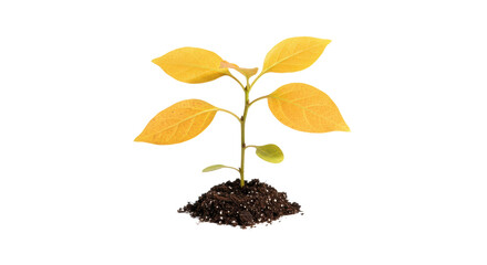 Isolated Yellow Seedling