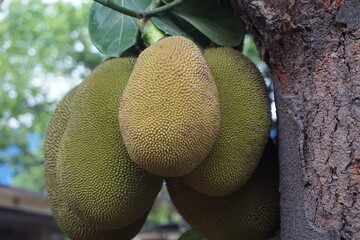 Closeup shot of unripe hanging jackfruits, A bunch of green jackfruits hanging on a tree, Organic...