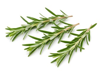 Obraz premium A close up of four sprigs of rosemary arranged on a plain white surface in a studio setting