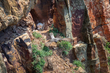 Peregrine falcon leaving the nest and the chick looks after